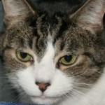 cat3