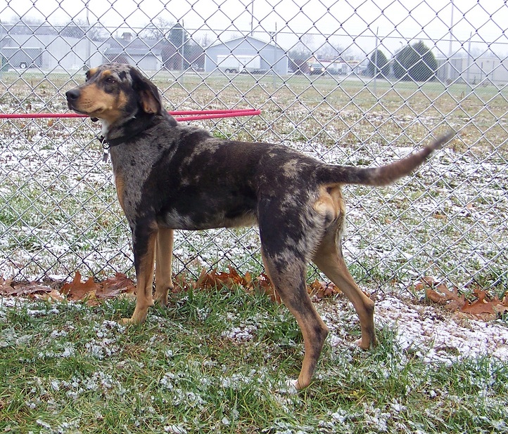 Must Know About Animal Control Centreville Mi You Must Know Animal